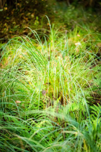 Sumpfgräser im Darsswald. Sumpfgras im urtümlichen Darsswald. Bild: Sebastian Lehmann - L-S-Photographie.de