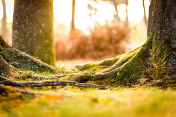 Baumwurzeln im Darß nahe des Werststrandes bei Darßer Ort Ferienwohnung Ostsee. Baumwurzeln im Darß nahe des Werststrandes bei Darßer Ort - Bild: Sebastian Lehmann, L-S-Photographie.de