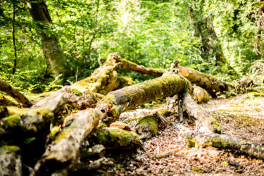 Verottende Bäume im urtümlichen Darsswald bei Prerow. Verottende Bäume im urtümlichen Darsswald bei Prerow. Bild: Sebastian Lehmann - L-S-Photographie.de