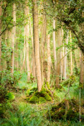 Bäume wachsen und stabilisieren den teilweise sumpfigen Boden im urtümlichen Darss-Wald). Der Darss ist in nur 200 m von unserer Ferienwohung aus erreichbar. Bäume wachsen und stabiliesieren den teilweise sumpfigen Boden im urtümlichen Darss-Wald). Der Darss ist in nur 200 m von unserer Ferienwohung aus erreichbar. Ferienwohnung mieten in Prerow. Bild: Sebastian Lehmann - L-S-Photographie.de