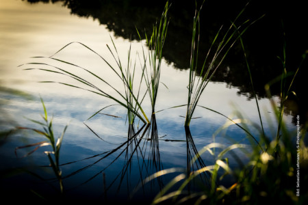 Gräser im Prerowstrom beim Sonnenaufgang. Gräser im Prerowstrom beim Sonnenaufgang. Bild: Sebastian Lehmann - L-S-Photographie.de