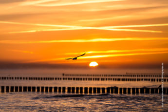 Seevogel im Sonnenaufgang Sportstrand Prerow mit Blick auf Zingst Seevogel im Sonnenaufgang Sportstrand Prerow mit Blick auf Zingst - Bild: Sebastian Lehmann, L-S-Photographie.de