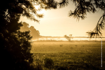 Frühnebel über dem Prerostrom in der Morgensonne.