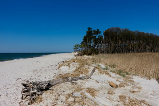 Welt am Sonntag trifft ins Schwarze - toller Artikel für den Weststrand